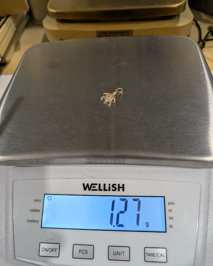 14K Gold Iced Out Turtle Mini Pendant
